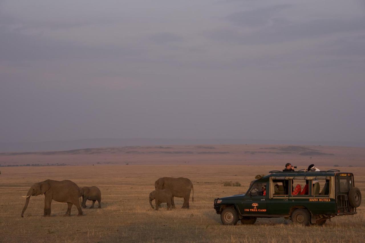 Fig Tree Camp - Maasai Mara Ξενοδοχείο Talek Εξωτερικό φωτογραφία