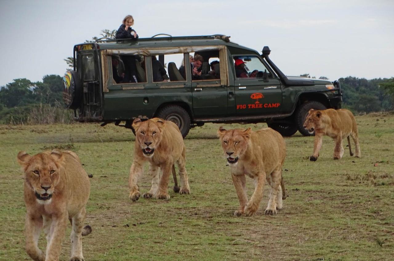 Fig Tree Camp - Maasai Mara Ξενοδοχείο Talek Εξωτερικό φωτογραφία